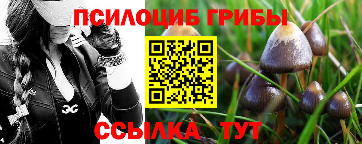 Галлюциногенные грибы Psilocybine cubensis  Вход с VPN  Клинцы 